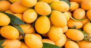 Mango Prices Soar, Pune Records ₹10,000/Quintal While Dasheri in Punjab Sells at Just ₹2800 – Check Full Mandi-Wise Report